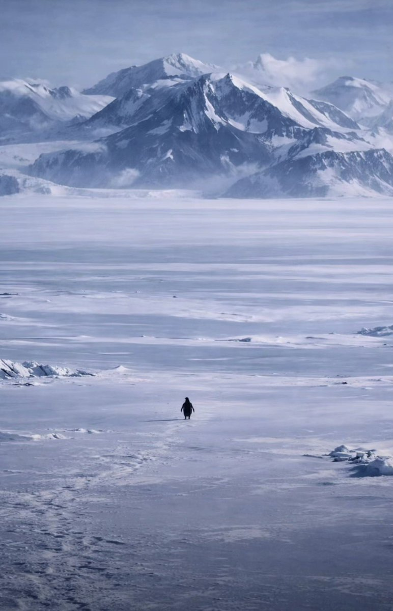 A lone penguin walking towards distant mountains across the Antarctic ice